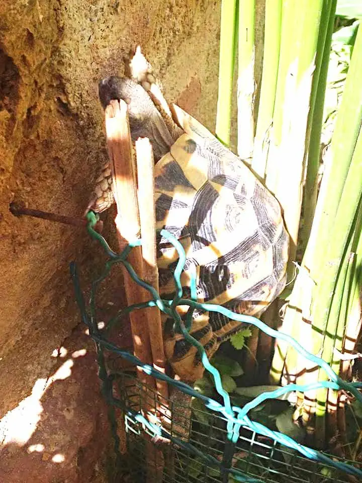 Escape artist turtle