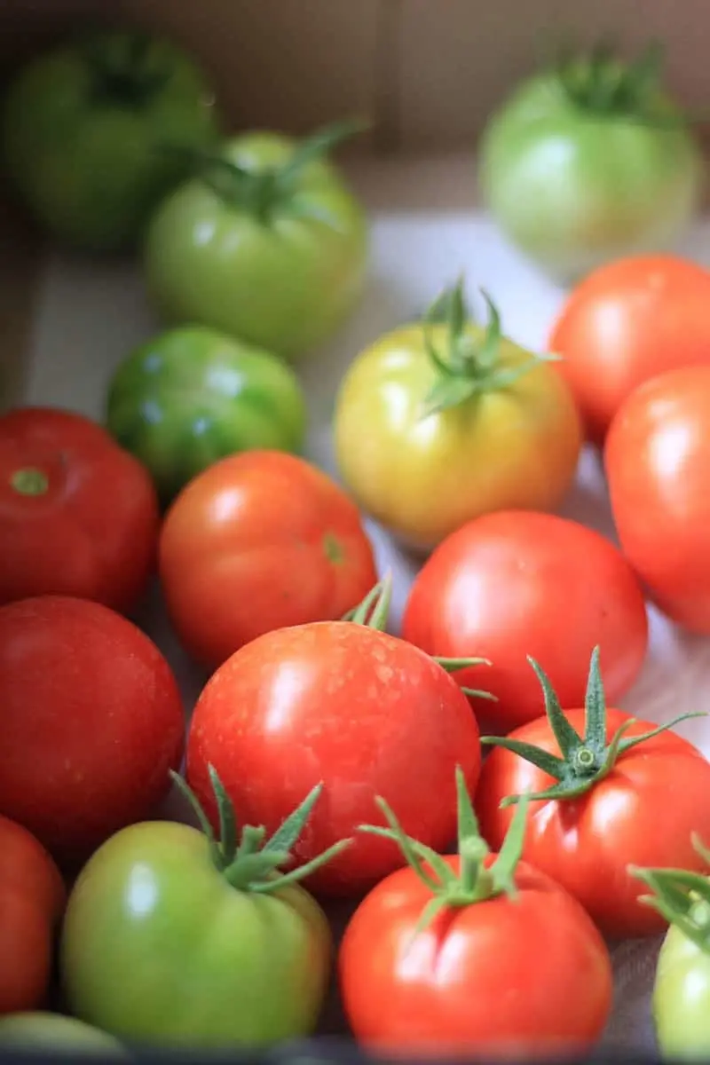 Fresh tomatoes in a box.