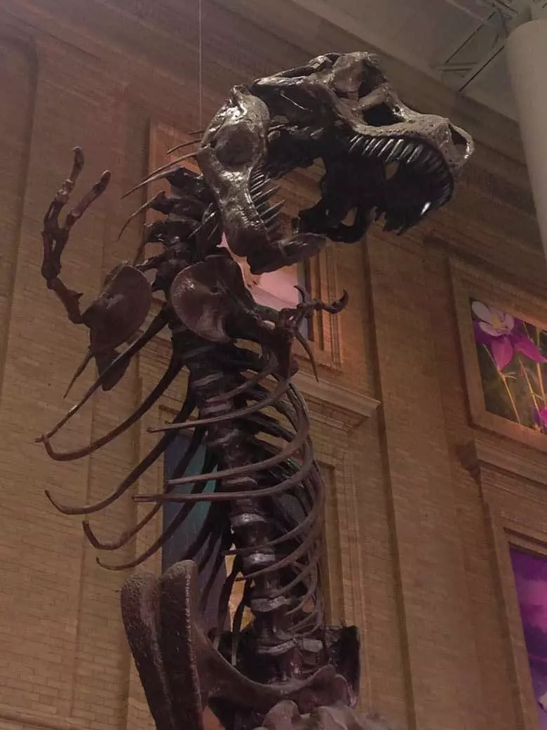 T-Rex skeleton.