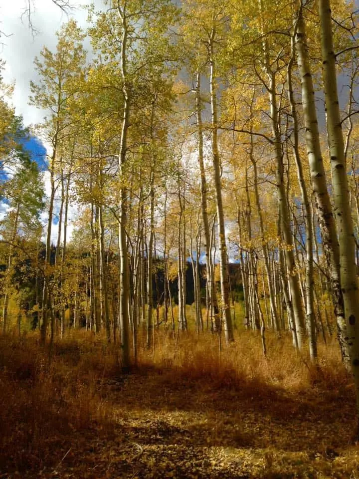 Aspen trees with yellow leaves.